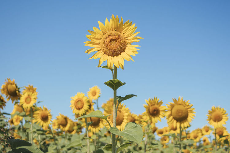 Close-up of sunflower on field against clear blue sky