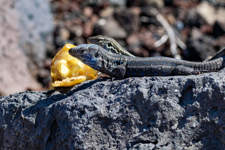 Male and female la palma wall lizards, male has light blue color under neck, gallotia galloti palmae