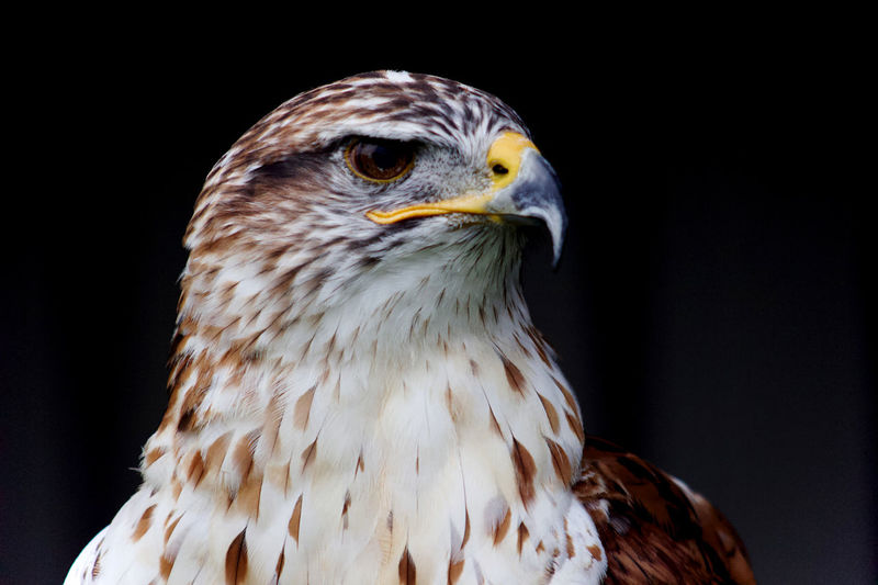 The ferruginous hawk, buteo regalis, is a large bird of prey. 