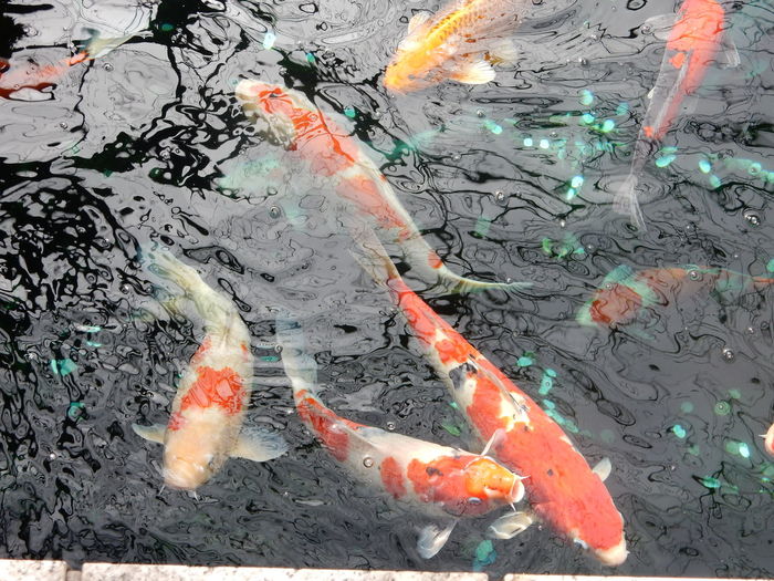 High angle view of koi carps in water