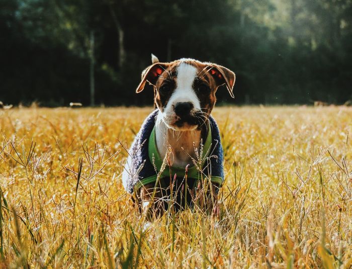 Portrait of dog standing on grass