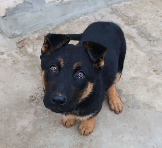 pet