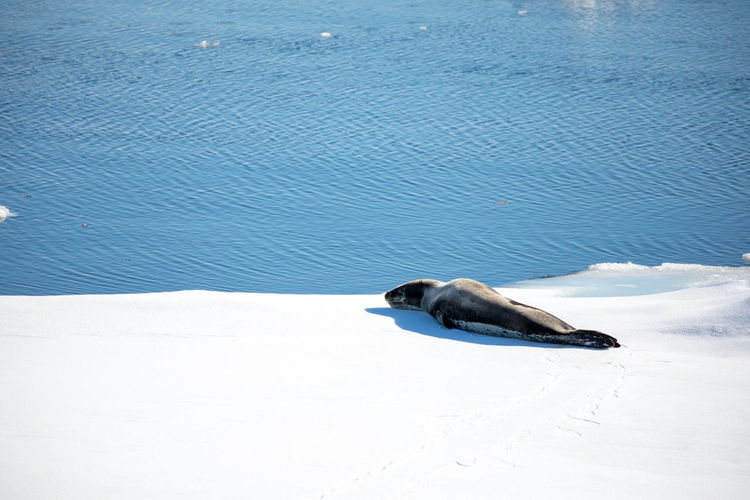 High angle view of seal on snow covered shore