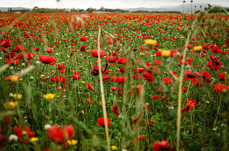 Red poppy flowers on field