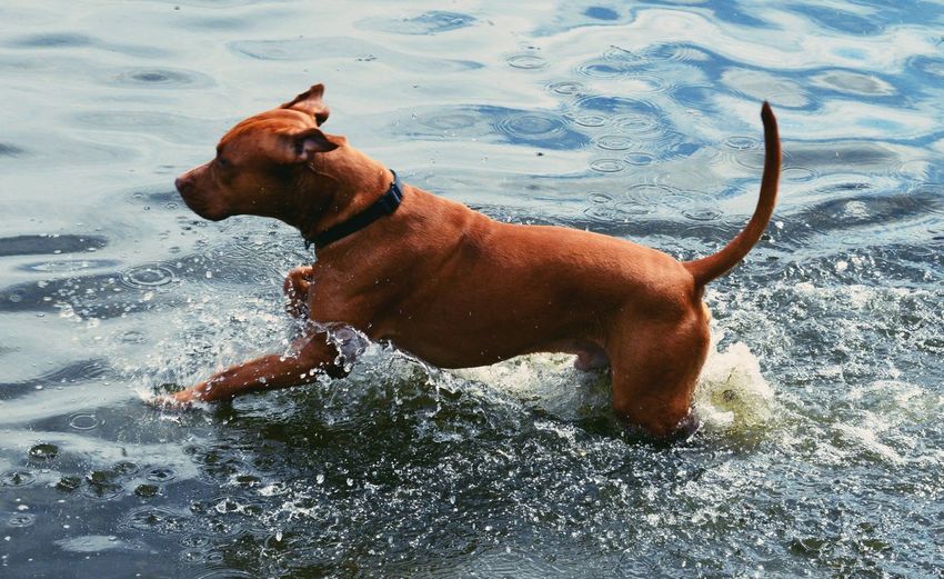 Dog running in stream