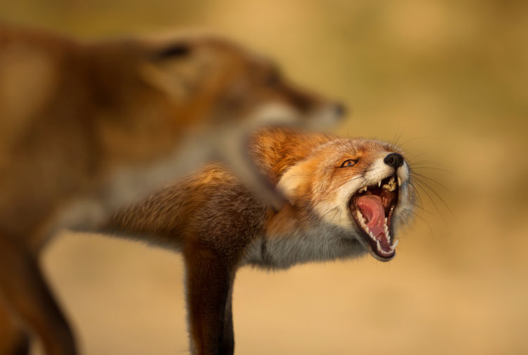 Foxes with mouth open in forest