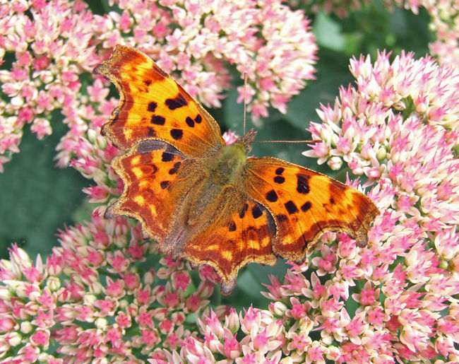 Close-up of butterfly pollinating on pink flower