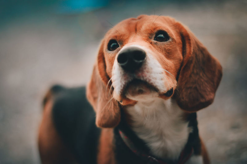 Close-up of beagle
