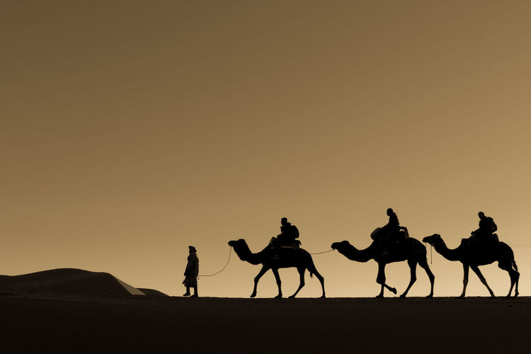 Camel trek silhouette of people riding camels on desert against sky during sunset in saharan desert