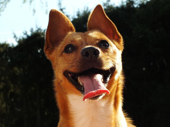 Close-up portrait of dog sticking out tongue against sky