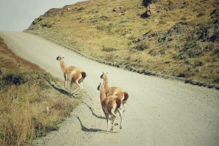 View of guanaco on road
