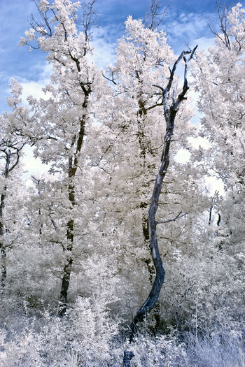 Frozen bare tree against sky