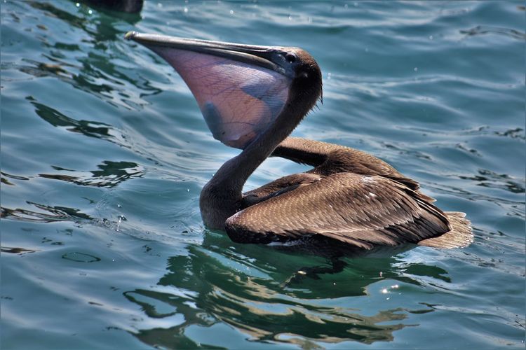 Close-up of pelican in river