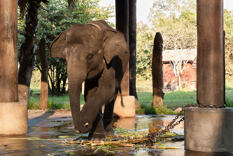 Elephant amidst trees in water