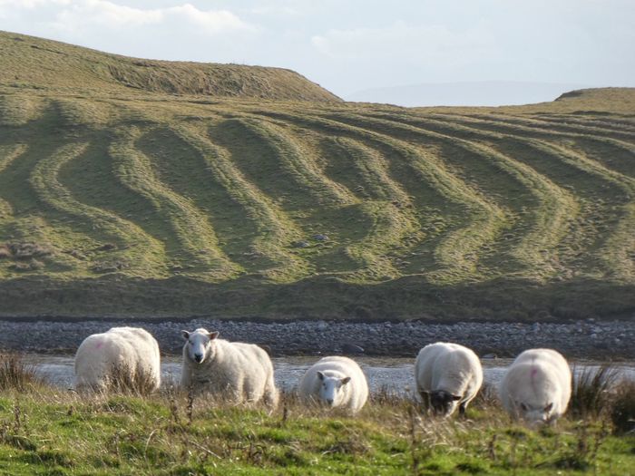 Sheep on isle of lewis