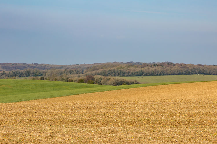 Farmland in sussex on a sunny spring morning