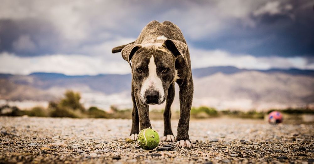 Portrait of dog on land