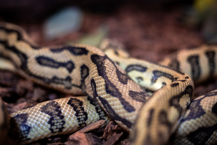 Extreme close-up of snake