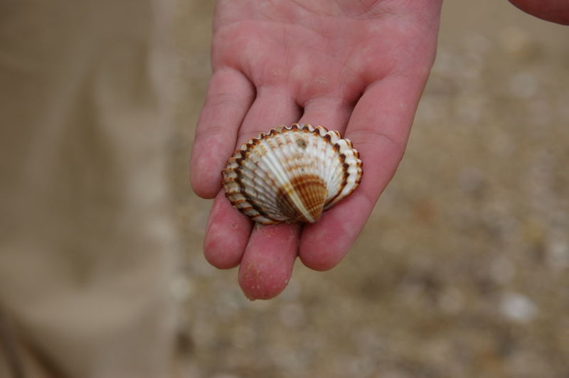 Close-up of a hand holding shell