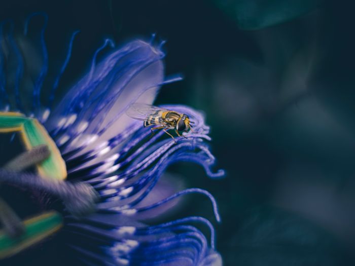 Close-up of insect pollinating on flower