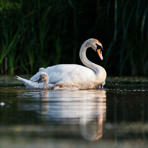 Family of mute swan cygnus olor on a feeding ground with young at dawn
