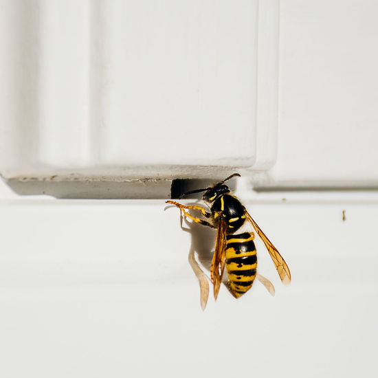 Close-up of bee