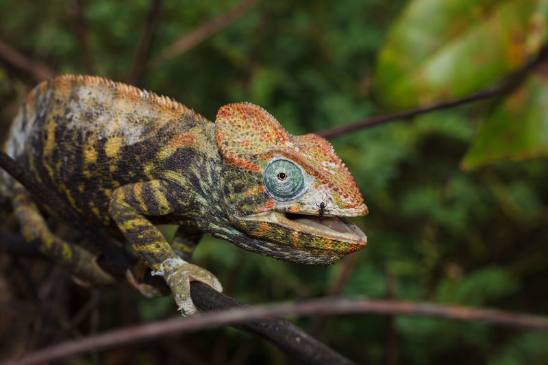 Close-up of a chameleon on a tree