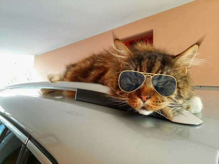 Portrait of tabby wearing sunglasses lying on car roof
