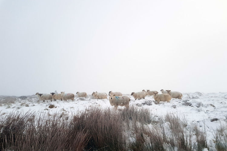 View of sheep in a snow covered field against misty sky