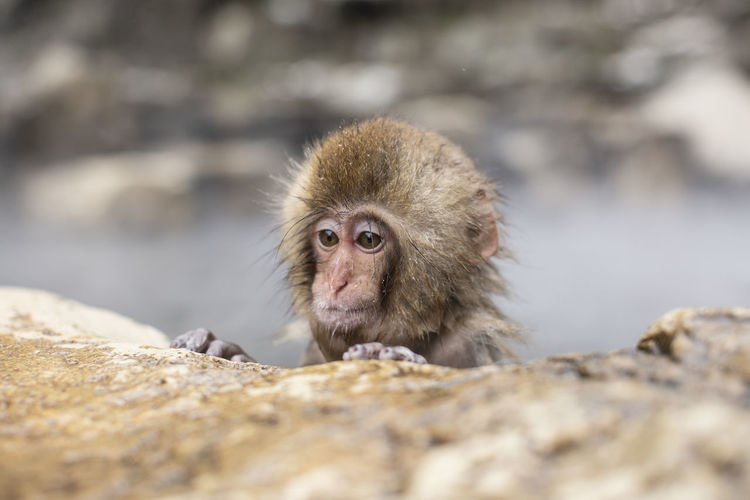 Snow monkeys in hot spring water, japan