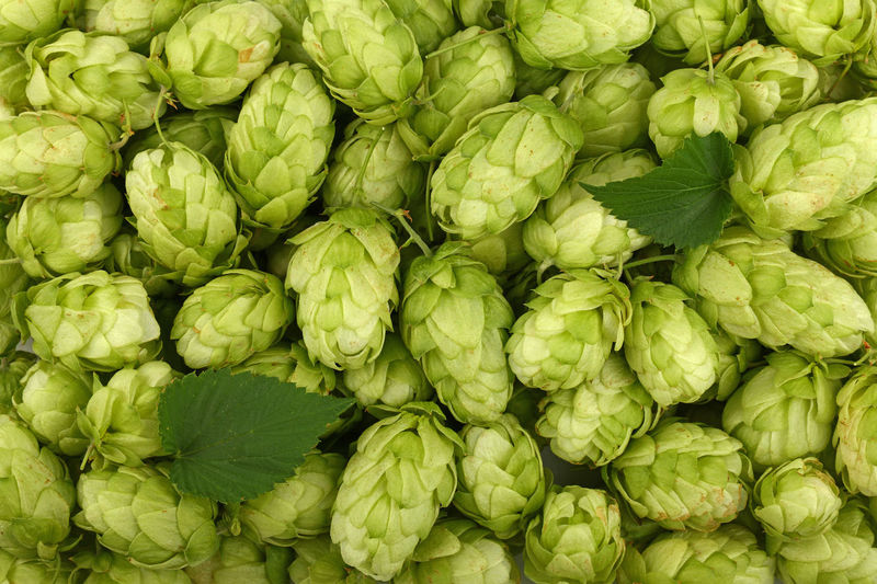 Full frame shot of beer hops