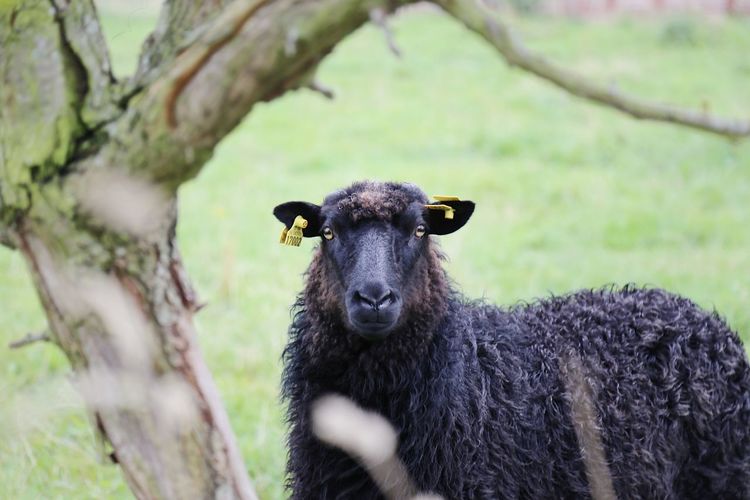 Portrait of a black sheep behind the tree trunk looking at camera 