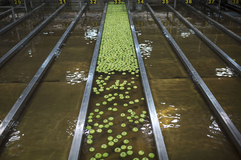 Green apples in factory being washed