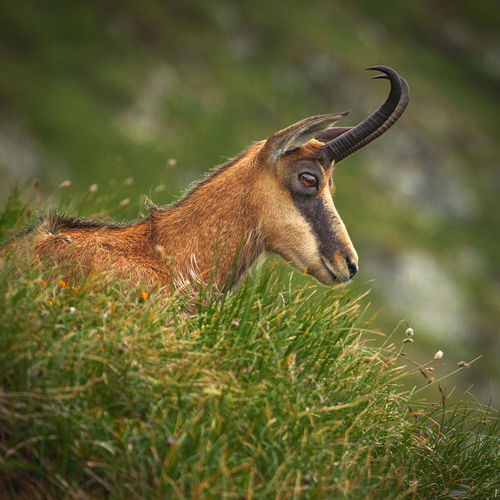 Close-up of wild goat on field