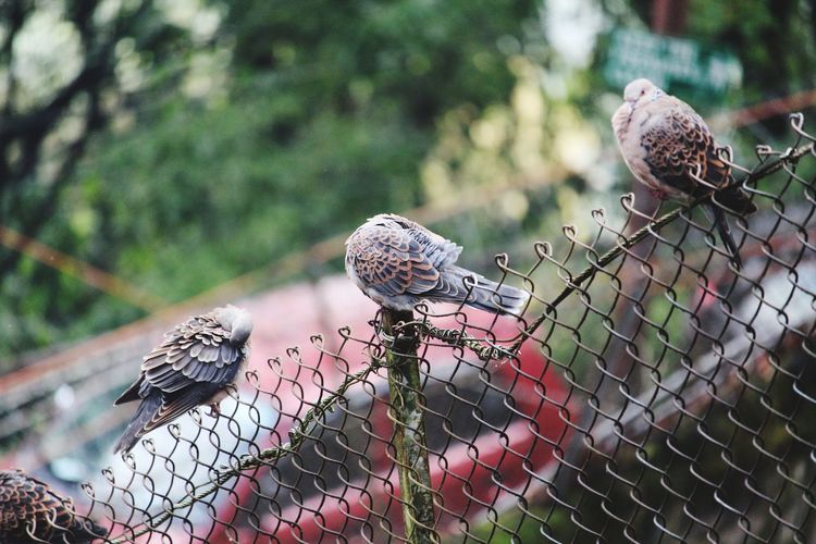 Close-up of birds perching on chainlink fence