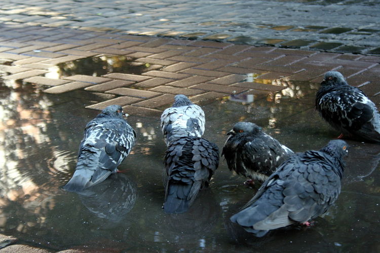 Close-up of birds in lake