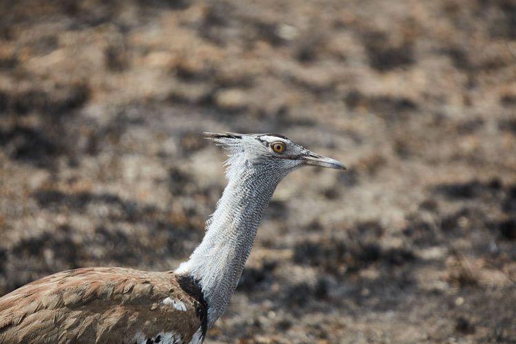 Side view of a bird on land