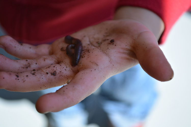 Close-up of earthworm in human hand