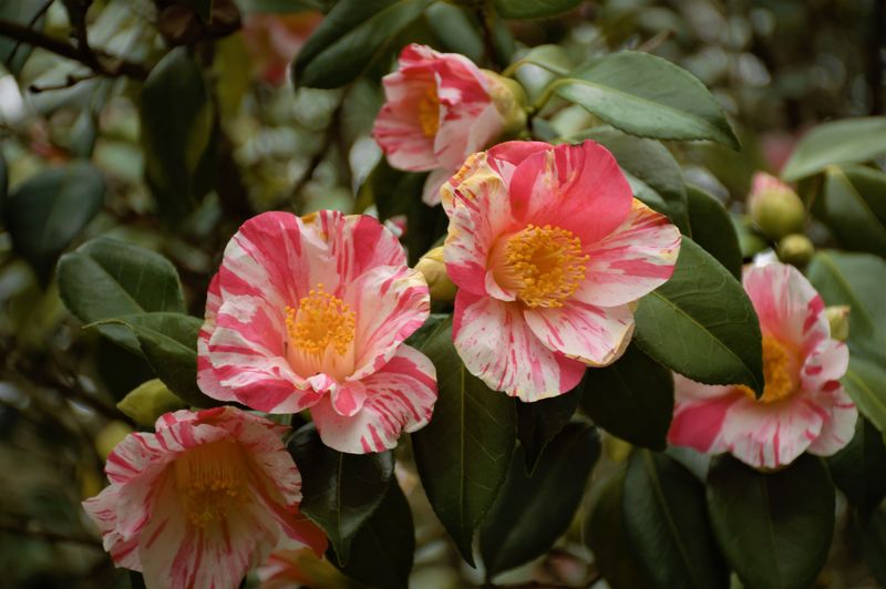 Close-up of pink flowering plants