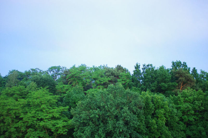 Scenic view of trees against clear sky