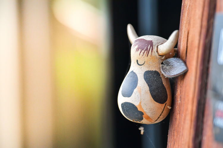 Close-up of animal hanging on wood at home