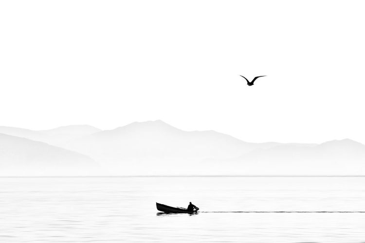 Silhouette bird flying over sea against clear sky