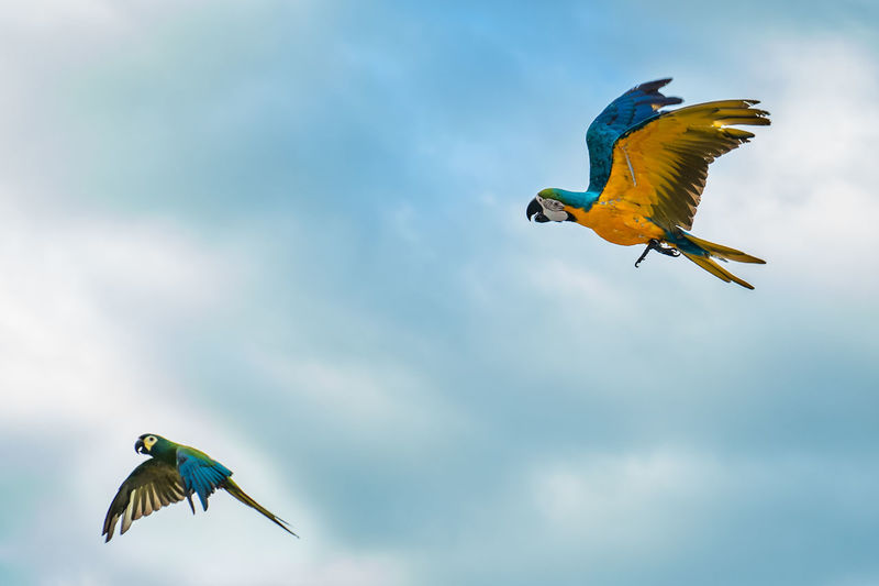 Low angle view of two flying in sky
