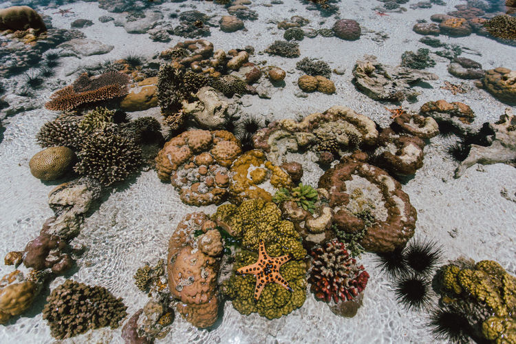 High angle view of coral on rock in sea