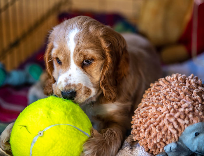 Close-up of a dog