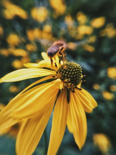 Close-up of bee on yellow flower