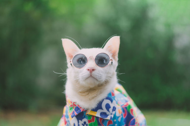 Close-up portrait of a cat