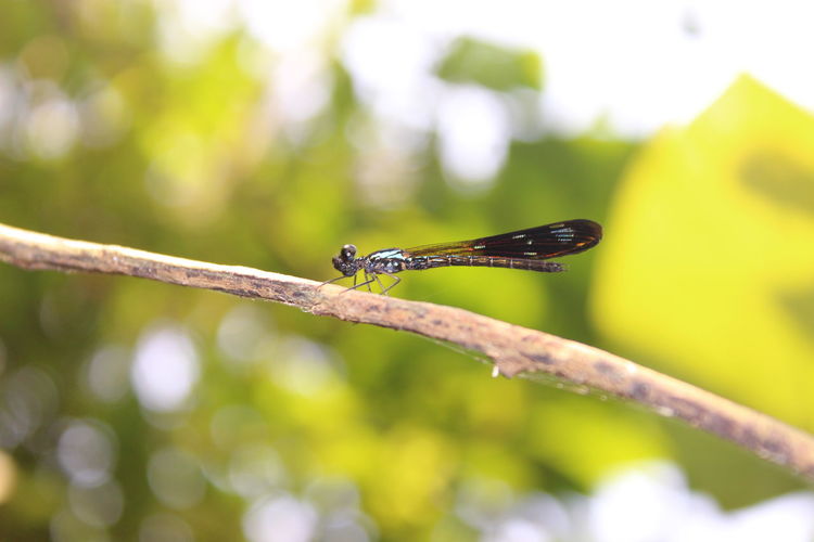 Close-up of damselfly perching on branch