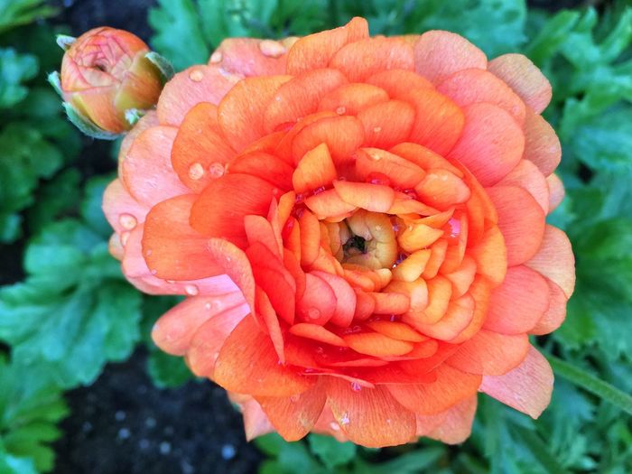 Close-up of red flower