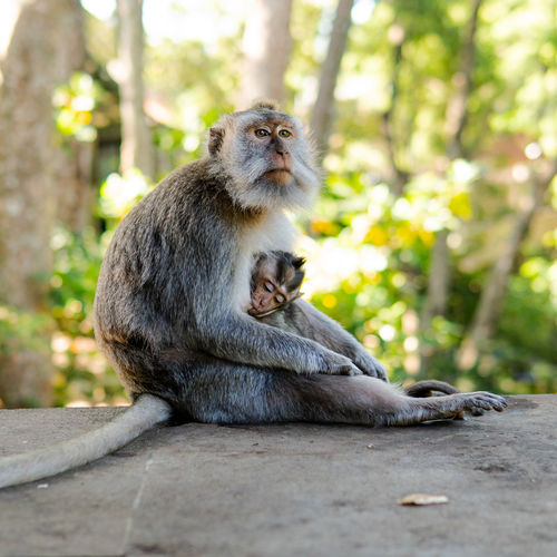 Monkey sitting on tree